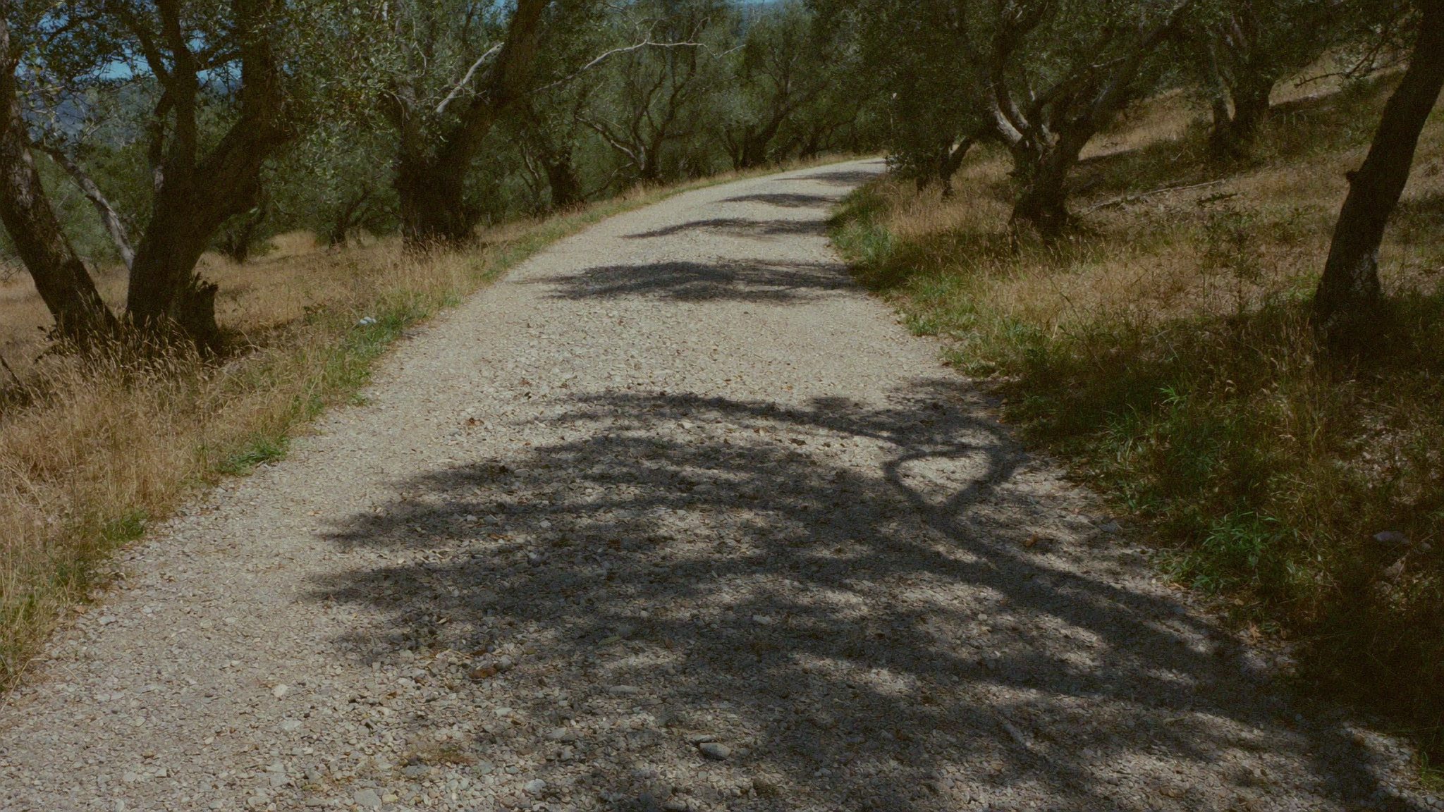 Sentiero di ghiaia in un uliveto, ombra diagonale di un albero attraversa il percorso, luce di mezzogiorno